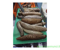 Cetrioli di mare