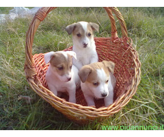Jack Russell cuccioli