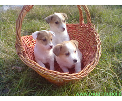 Jack Russell cuccioli