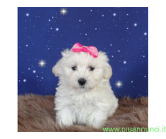 Maltipoo toy cuccioli