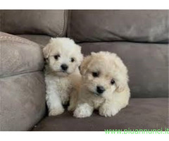 Maltipoo toy cuccioli
