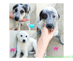 In regalo CUCCIOLI MIX SETTER