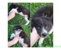 In regalo OMBRETTA MIX BORDER COLLIE