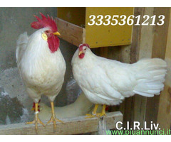 Galline livornesi in purezza