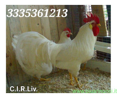 Galline livornesi in purezza