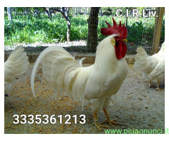 Galline livornesi in purezza