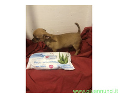 Chihuahua