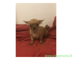 Chihuahua