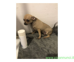 Chihuahua