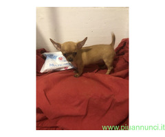 Chihuahua