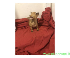Chihuahua toy