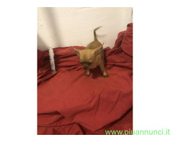 Chihuahua toy