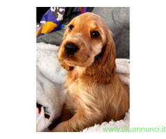 Cocker Spaniel maschietto