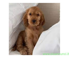 Cocker Spaniel maschietto