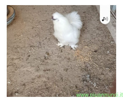 Moroseta bianca uova feconde