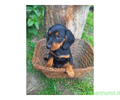 Bassotto nano cuccioli