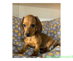 Bassotto nano cuccioli
