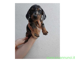 Bassotto nano cuccioli