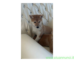 Shiba Inu maschietto