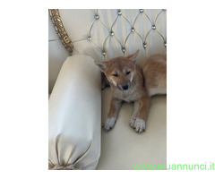 Shiba Inu maschietto