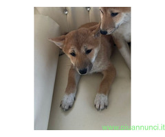 Shiba Inu maschietto