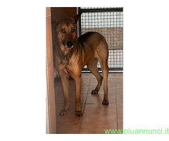 In regalo CANE METICCIO