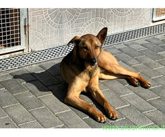 In regalo CANE METICCIO