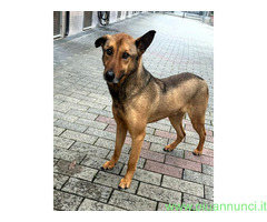 In regalo CANE METICCIO