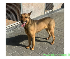 In regalo CANE METICCIO