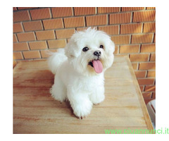 In regalo Bellissimi cuccioli di Maltese