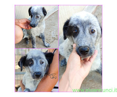In regalo ELLIE MIX SETTER/MAREMMANO