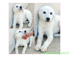 In regalo SOLEIL MIX SETTER/MAREMMANO
