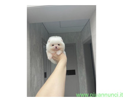 In regalo Bellissimi cuccioli di Pomeran