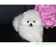 In regalo Bellissimi cuccioli di Pomeran