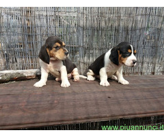 Beagle tricolore cuccioli