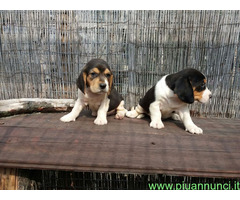 Beagle tricolore cuccioli