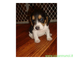 Beagle tricolore cuccioli