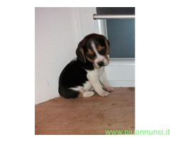 Beagle tricolore cuccioli