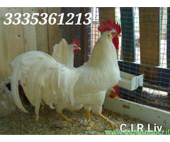 Galline livornesi in purezza