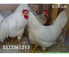 Galline livornesi in purezza
