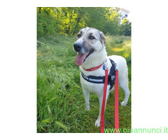 In regalo CAGNOLINA METICCIA