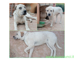 In regalo BENNY DOLCISSIMO MIX LABRADOR