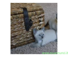 Siamese tradizionale gattina