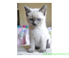Siamese tradizionale gattina