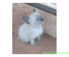 Siamese tradizionale gattina