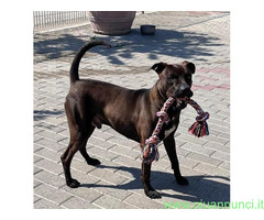 In regalo CANE METICCIO