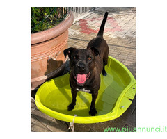 In regalo CANE METICCIO