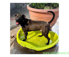 In regalo CANE METICCIO