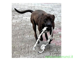 In regalo CANE METICCIO