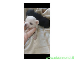 Chihuahua mini